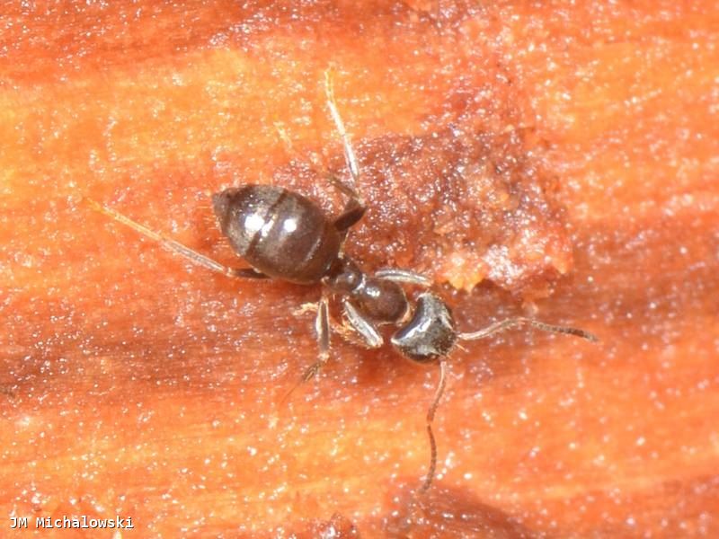 Lasius platythorax