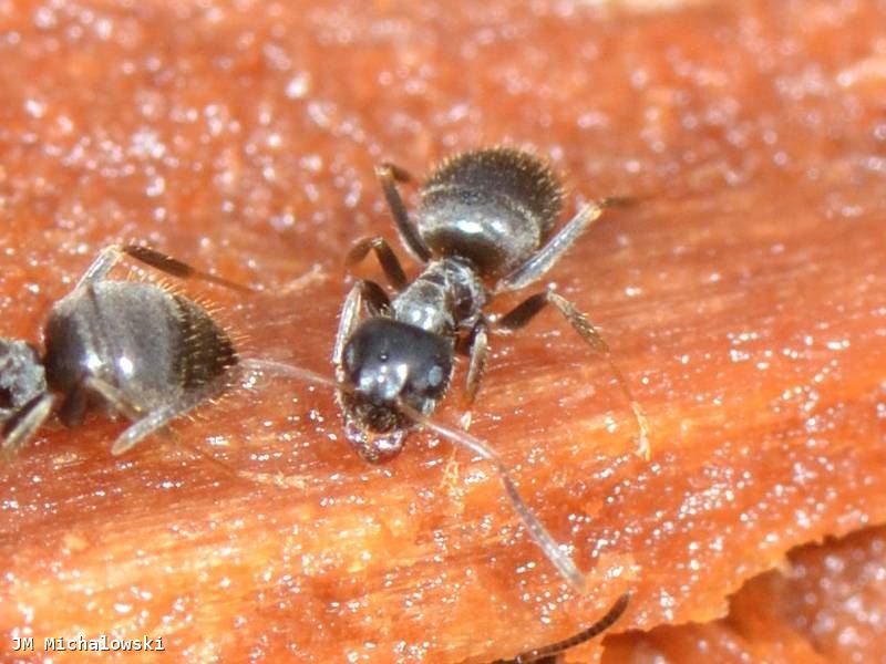 Lasius platythorax