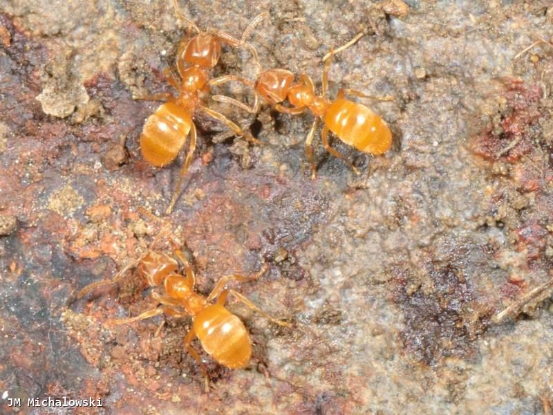 Lasius flavus