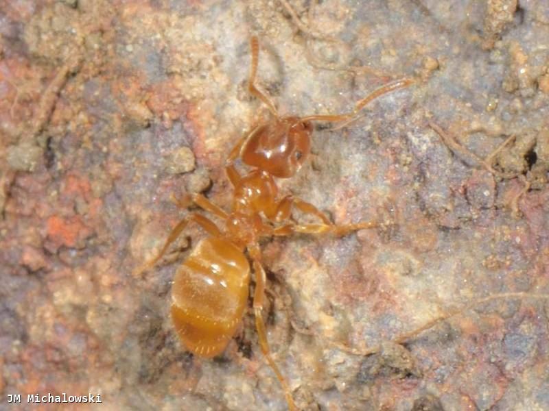 Lasius flavus