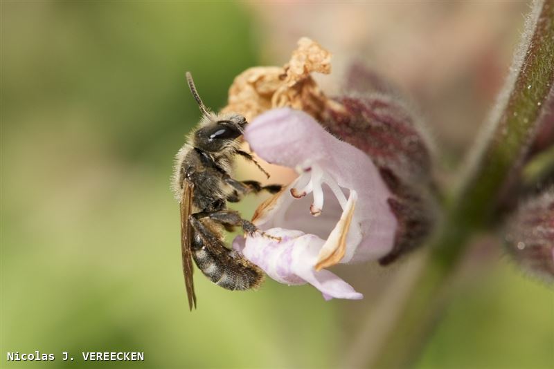 Lasioglossum perclavipes