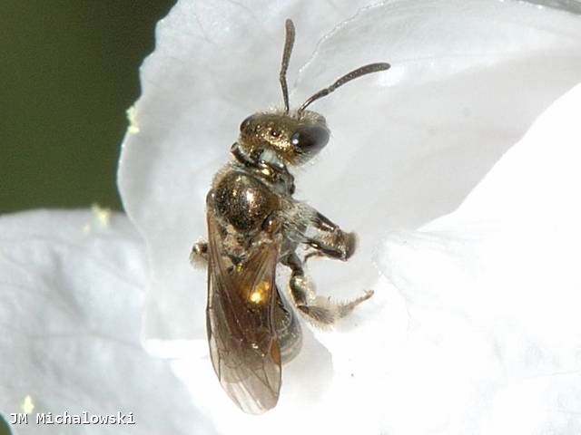 Lasioglossum nitidulum