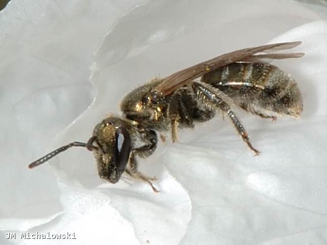 Lasioglossum nitidulum