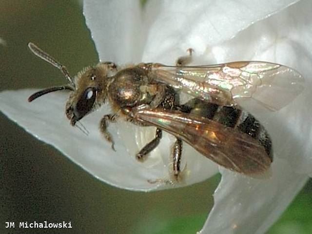 Lasioglossum nitidulum