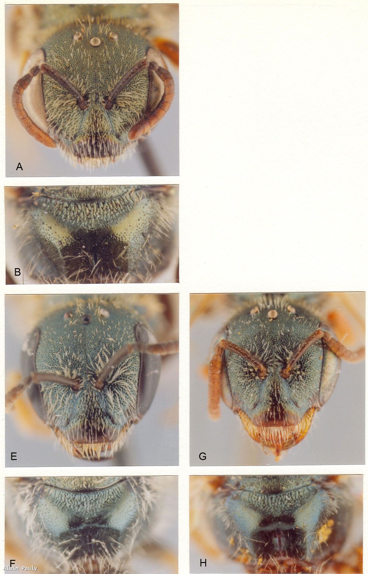 Halictus smaragdulus Vachal, 1895