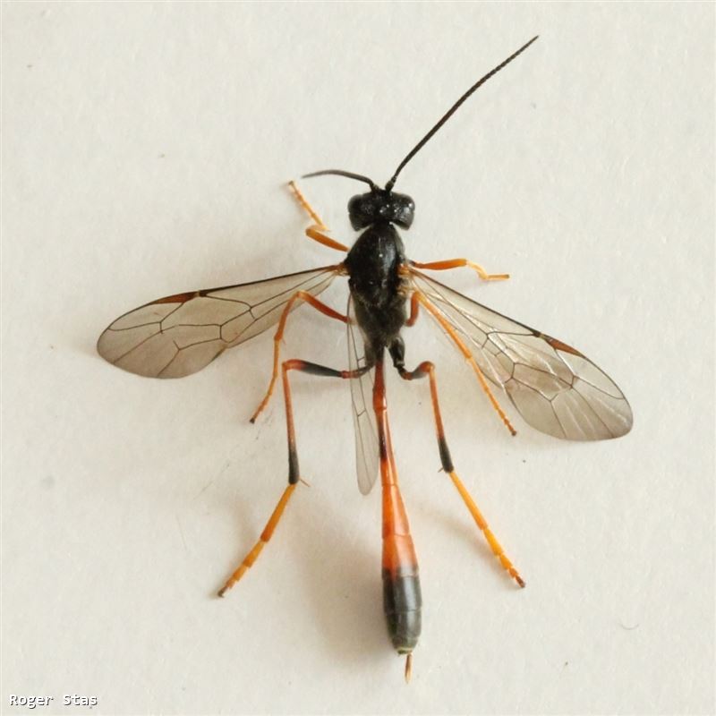 Anomaloninae (Erigorgus sp.)