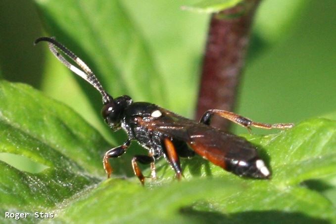 Ichneumon albiger