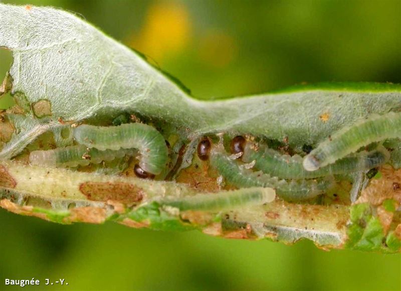 Phyllocolpa piliserra