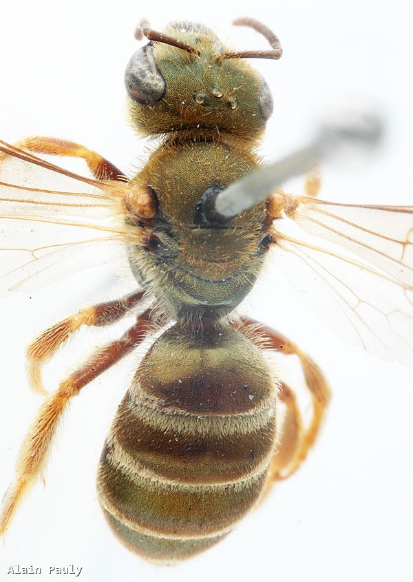 Halictus subauratus corsus Blüthgen, 1933