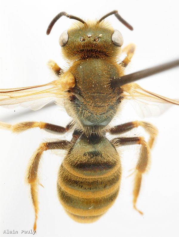 Halictus subauratus subauratus (Rossi 1792)