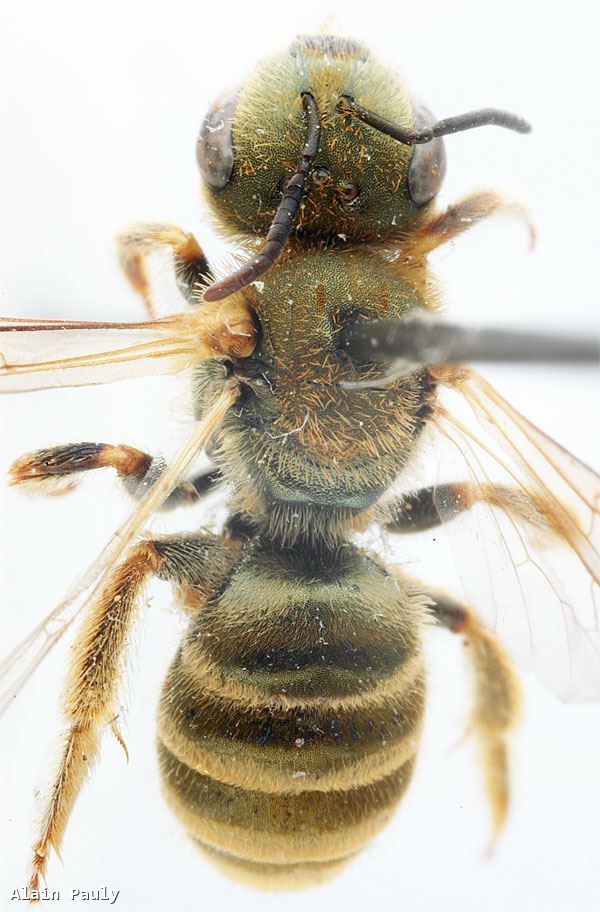 Halictus subauratus subauratus (Rossi 1792)