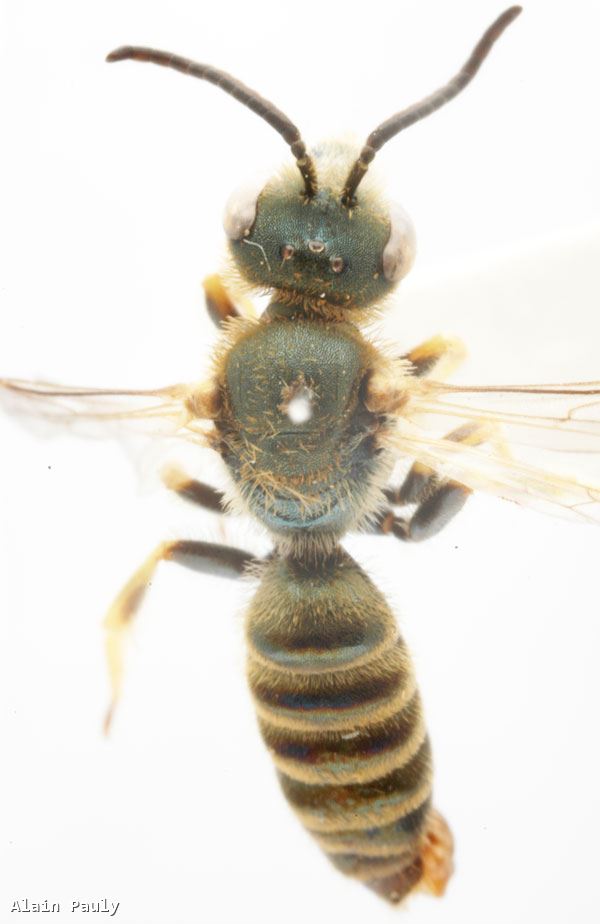 Halictus subauratus subauratus (Rossi 1792)