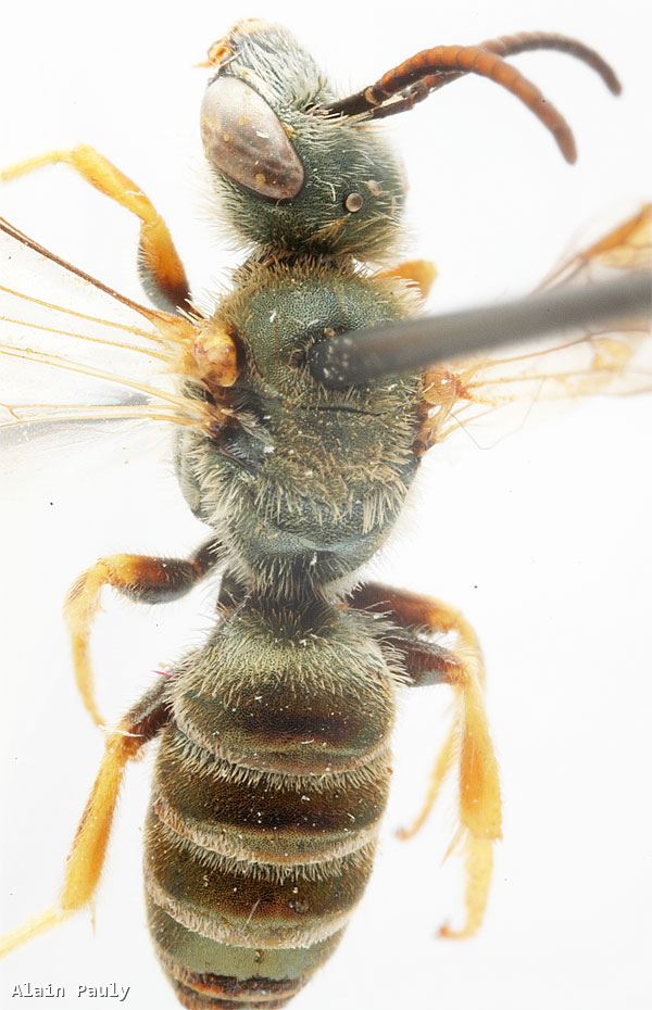 Halictus subauratus subauratus (Rossi 1792)