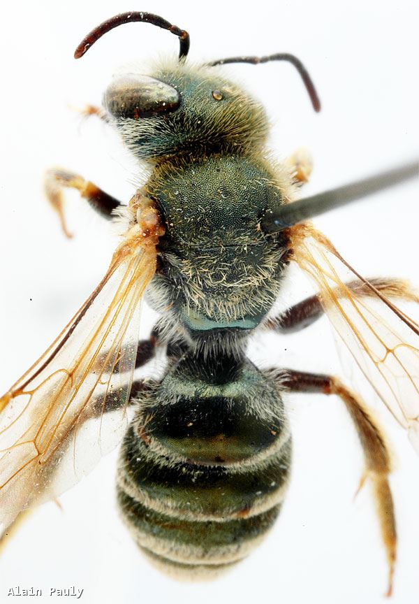 Halictus subauratus syrius Blüthgen 1933