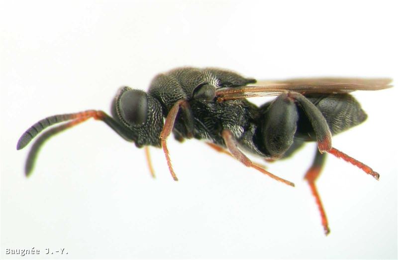 Haltichella rufipes