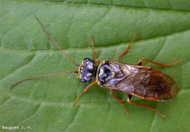 Acantholyda posticalis