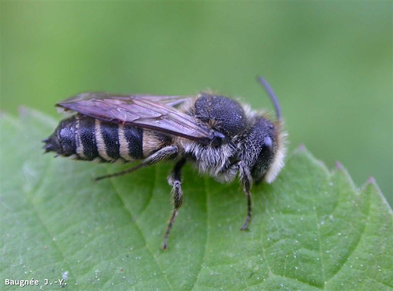 Coelioxys rufescens