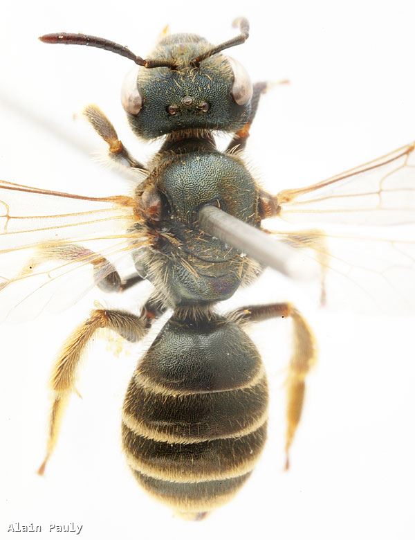 Halictus tumulorum (Linnaeus 1758)