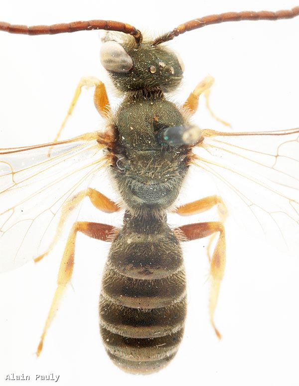 Halictus tumulorum (Linnaeus 1758)