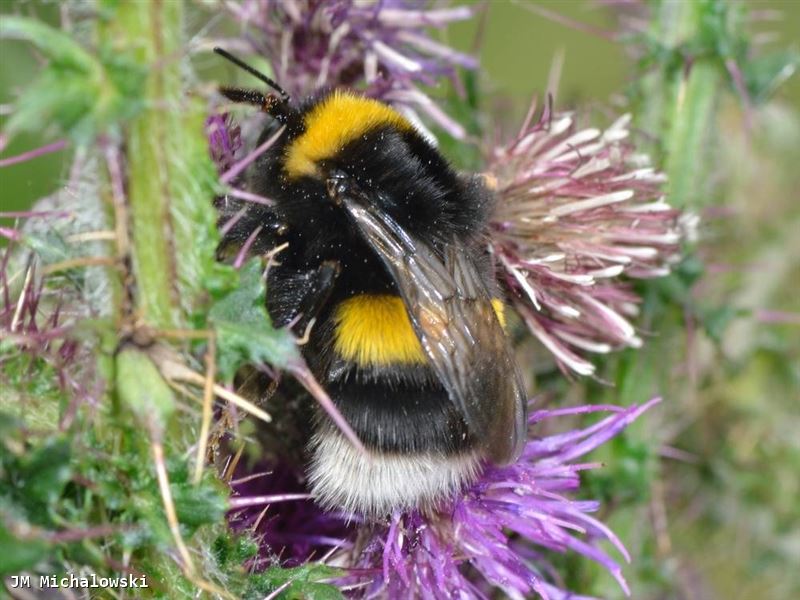 Bombus lucorum