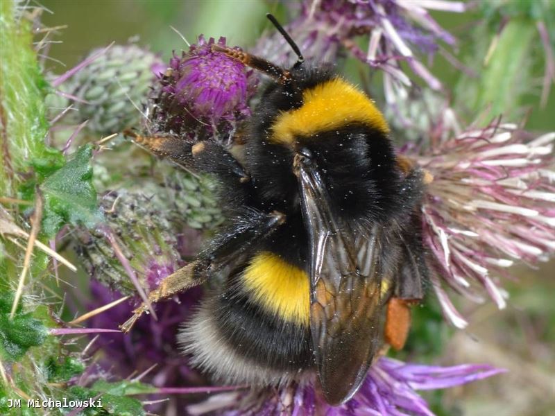 Bombus lucorum