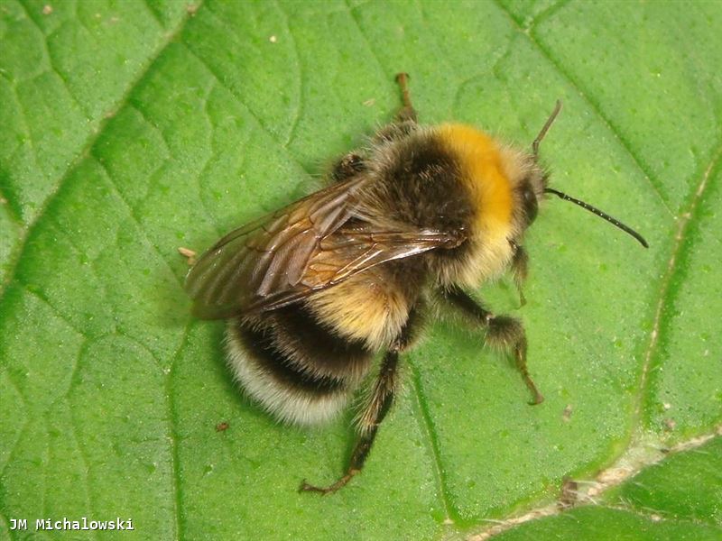 Bombus lucorum