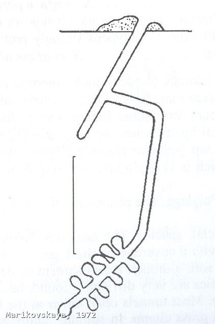 Halictus confusus perkinsi Blüthgen 1926