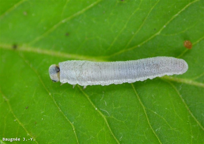 Monostegia abdominalis