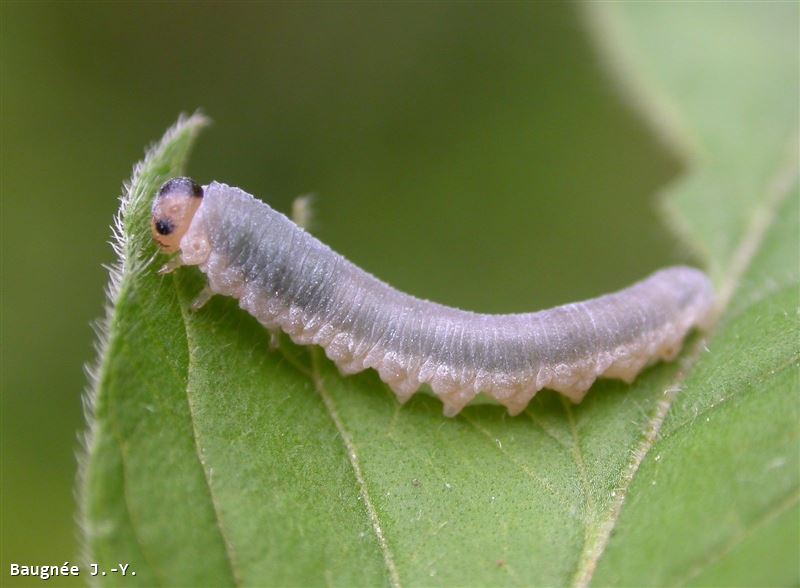 Monostegia abdominalis