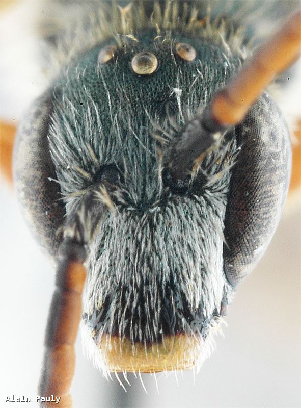 Halictus gavarnicus gavarnicus Pérez 1903