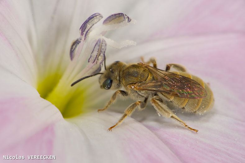 Vestitohalictus pollinosus