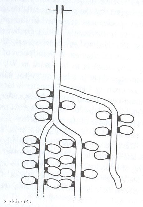 Halictus kessleri Bramson 1879