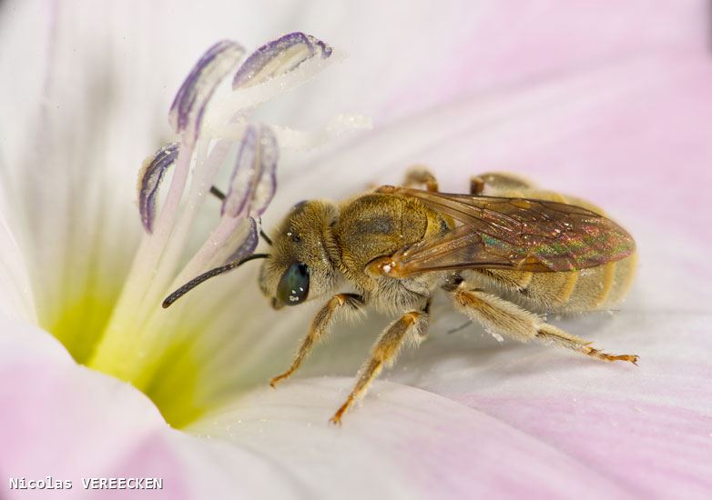 Vestitohalictus pollinosus