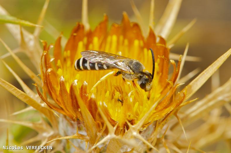 Halictus fulvipes