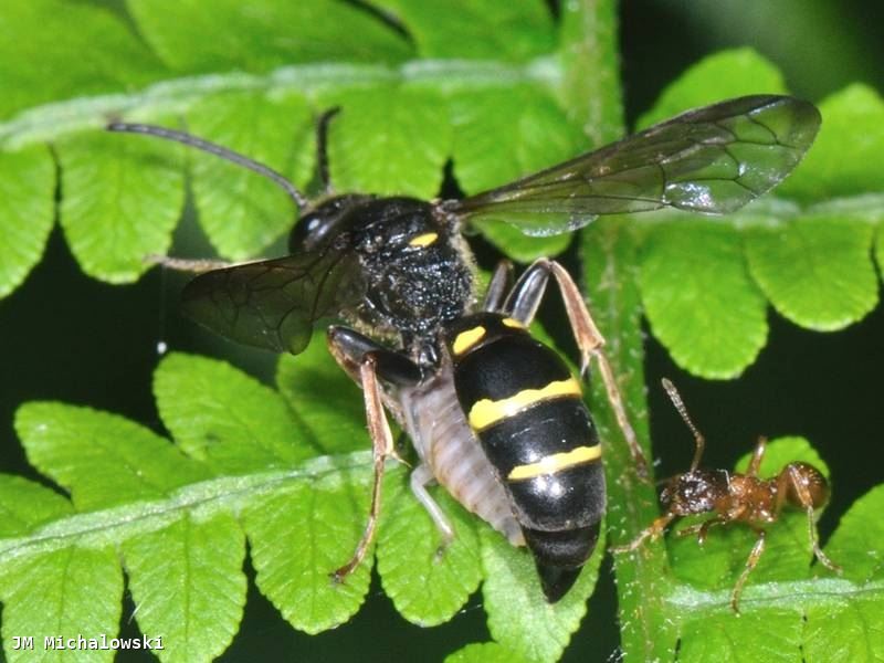 Argogorytes mystaceus