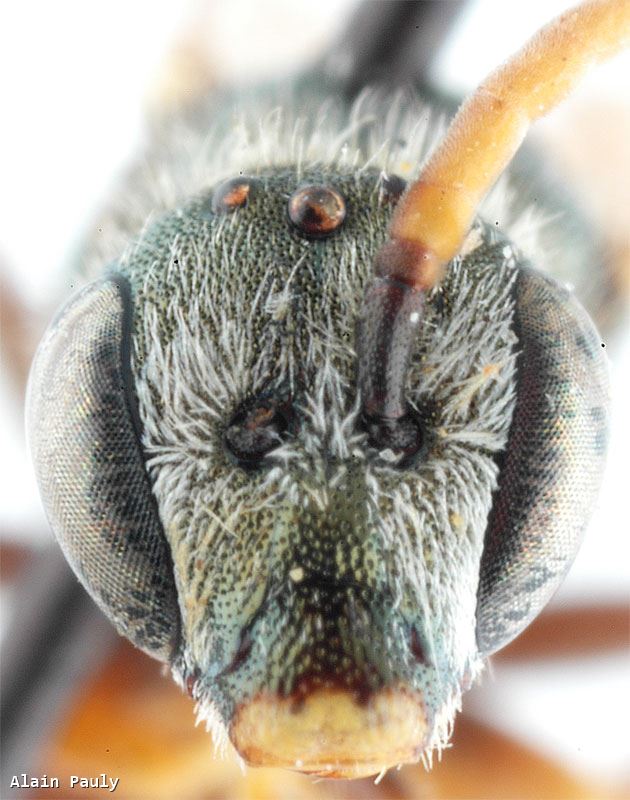 Halictus semitectus Morawitz 1873