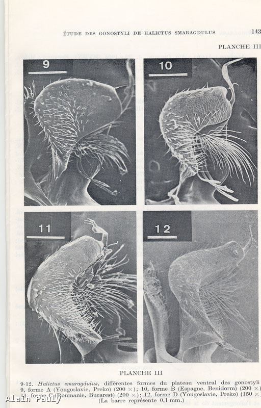 Halictus smaragdulus Vachal 1895