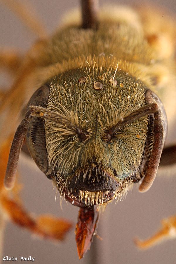 Halictus subauratus subauratus (Rossi 1792)