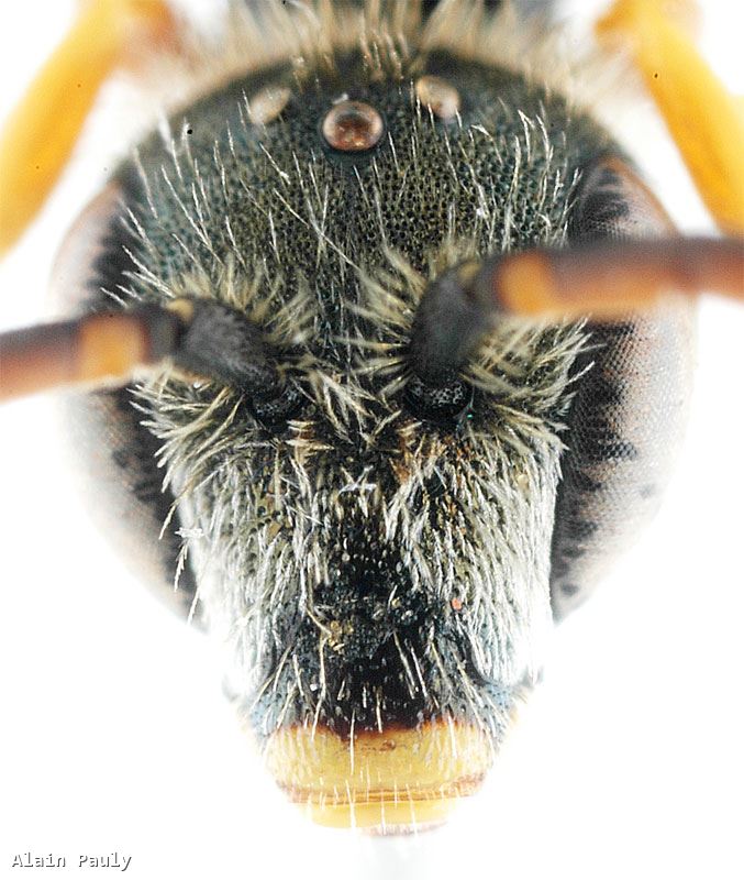 Halictus tumulorum tumulorum (Linnaeus 1758)