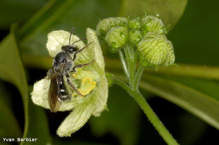 Lasioglossum sexnotatum