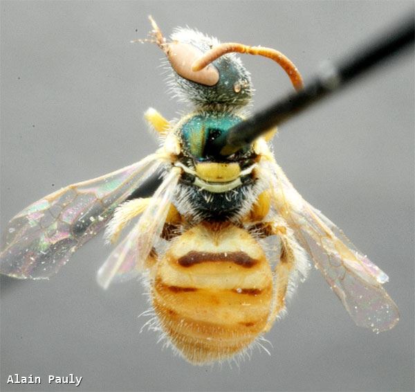 Nomioides (Nomioides) bluethgeni Pesenko 1979