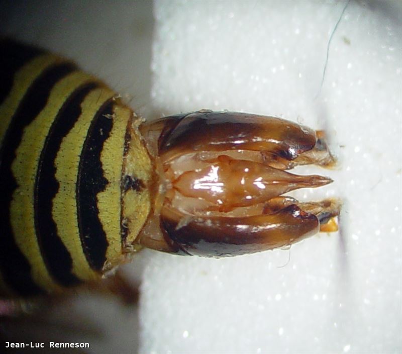 Dolichovespula_adulterina_VdG_11aout2012_GenA.jpg