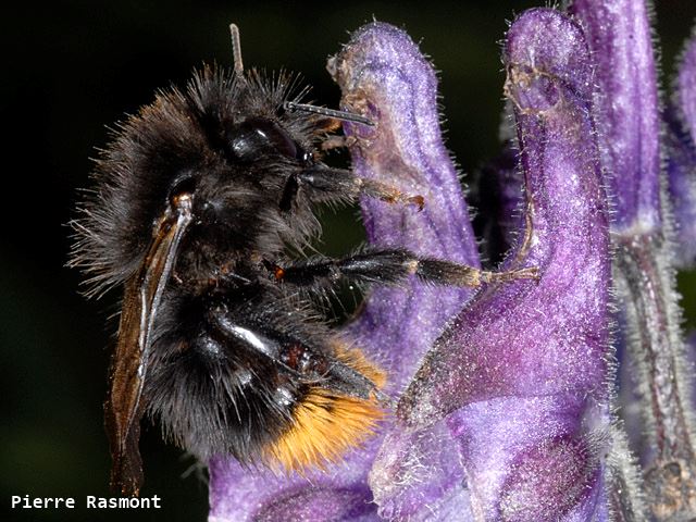 Bombus wurflenii brevigena