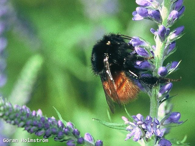 Bombus alpinus Worker