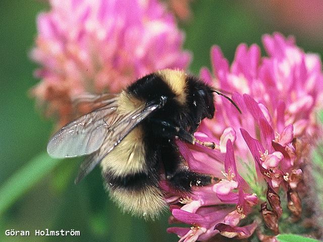 Bombus balteatus queen