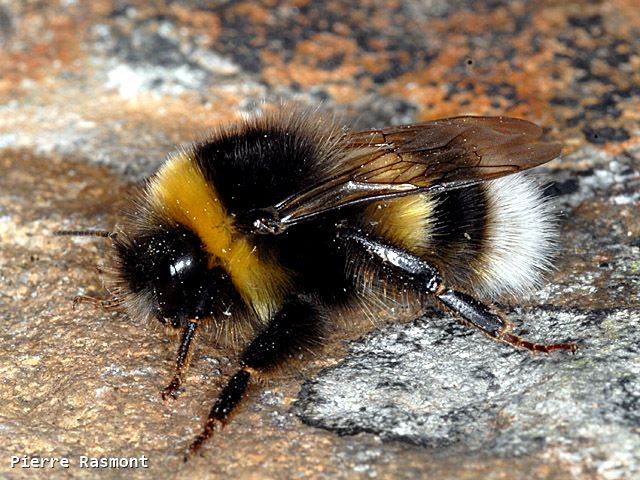 Bombus cryptarum cryptarum male