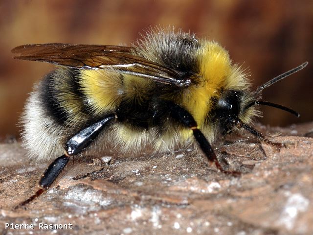 Bombus lucorum Male