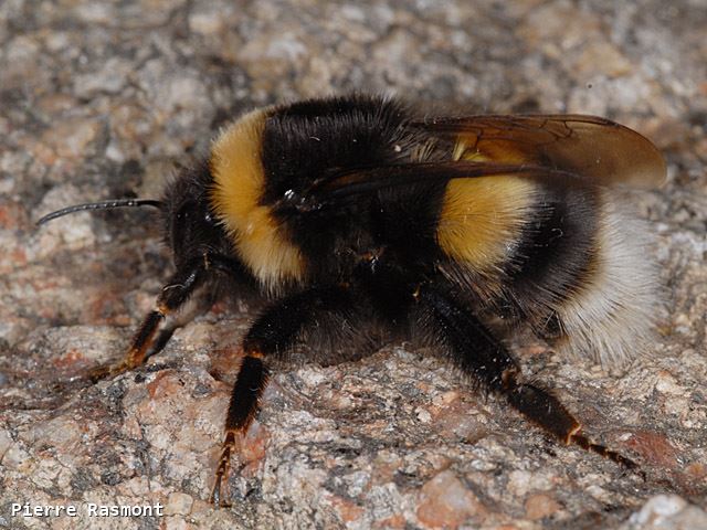 Bombus magnus queen