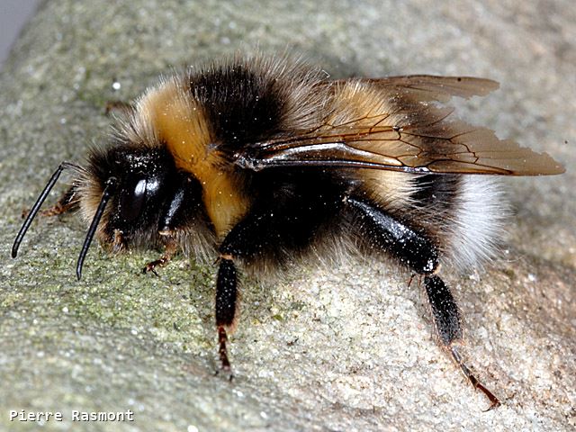 Bombus magnus Male