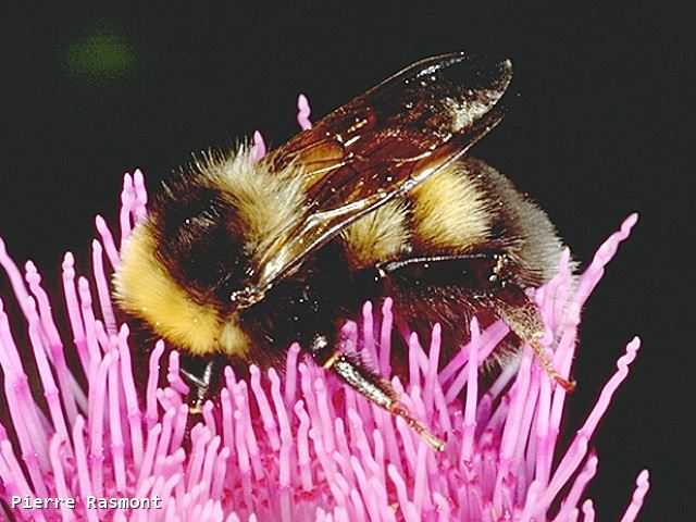 Bombus sporadicus queen